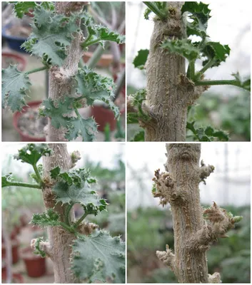 Огуречное дерево (Dendrosicyos socotranus) | Raritet-plants