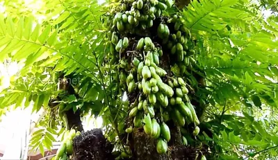 Огуречное дерево - билимби, аверроа билимби (Averrhoa Bilimbi) - дерево из  семейства Кисличных родом с островов Индонезии... | ВКонтакте
