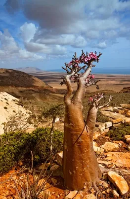 Бутылочное дерево Австралии - 60 фото