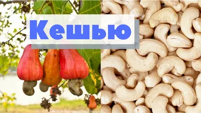 Кешью | Как это сделано | Cashew nut - YouTube