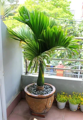 Арековая пальма или арека: фото и уход в домашних условиях