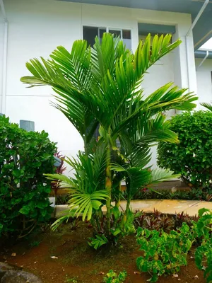 Бетелевая пальма арека искусственная w55 h240 см за 54 490 руб — магазин  Gewas-green 🌴
