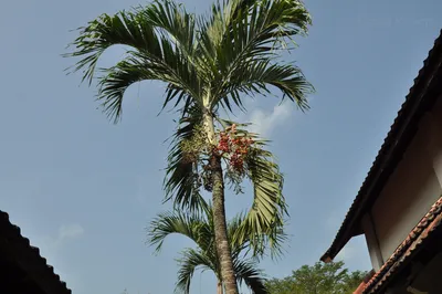 Арека, Хризалидокарпус - Areca. Уход за пальмой Арека, описание видов,  выращивание