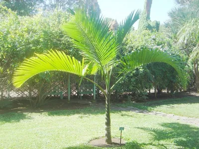 Искусственное дерево Areca Catechu Palm 140 cm, Treez Collection | Home  Concept