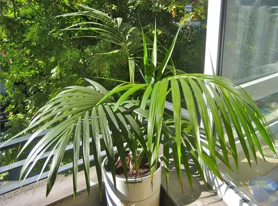 Растения, очищающие воздух в квартире: 11 вариантов
