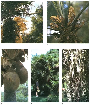 опознавалка - Помогите опознать пальму. | Страница 5
