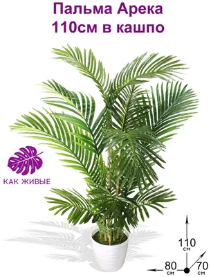 Комнатные пальмы 2022-2023: фото 25 лучших видов пальм, советы по уходу,  как размножать