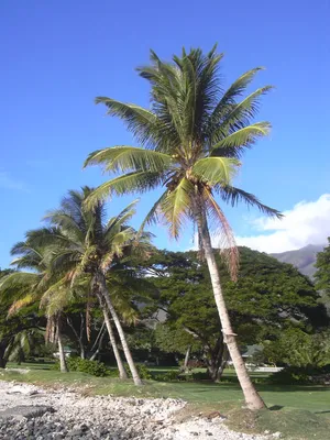 Кокосовая пальма — Википедия