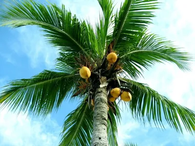 Кокосовая Пальма - 46 фото
