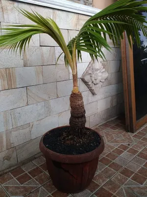 Настоящие кокосовые пальмы — одни из самых капризных. Уход в домашних  условиях. Фото — Ботаничка