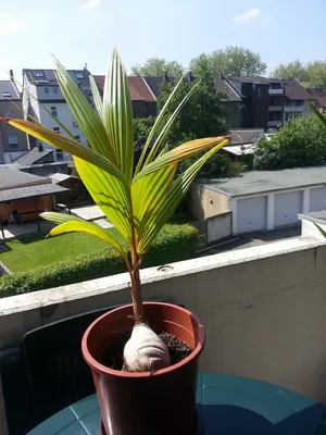 Кокосовая пальма дома - 55 фото