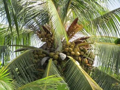 Кокосовая пальма - уход и выращивание в домашних условиях.