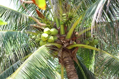 Кокосовые пальмы · Бесплатные стоковые фото