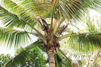 кокосовая пальма, HD, кокосовая пальма, HD фото, растение png | PNGWing
