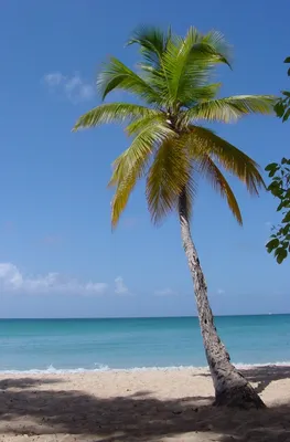 Кокосовая пальма: Как растет самое пляжное дерево | Книга растений | Дзен