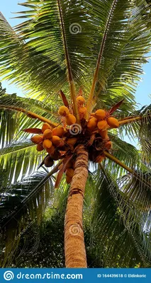 Кокосовая пальма. Высота растения: 120см.Поступление 14 декабря (id  58041106)