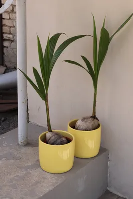 Пальма азиатская Кокосовая финиковая пальма Цветочный горшок Arecaceae,  кокос, Растение Стебель, пальма png | PNGEgg
