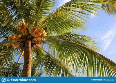 Кокосовая пальма с голубым небом Стоковое Изображение - изображение  насчитывающей природа, экзотическо: 153438225