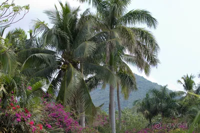 Бесплатные Кокосовая пальма стоковые фотографии | FreeImages