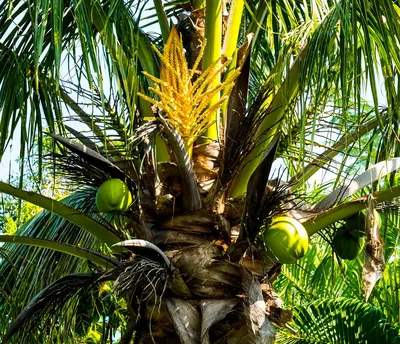 Кокосовая пальма изображение_Фото номер 401168798_PSD Формат  изображения_ru.lovepik.com