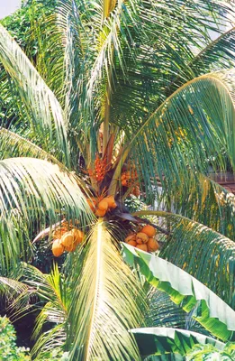 Кокосовая пальма на тропическом побережье острова Маврикия на заходе солнца  Стоковое Фото - изображение насчитывающей рай, закат: 153438224