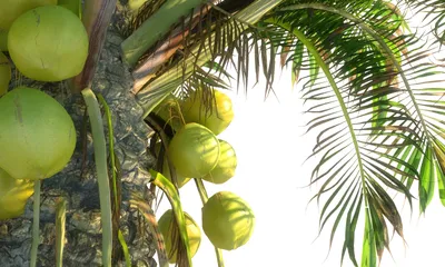 Пальма, кокосовая пальма, кокос, тропический, кокосы, летом, каникулы,  тропики, карибский, синее небо, природа | Pikist