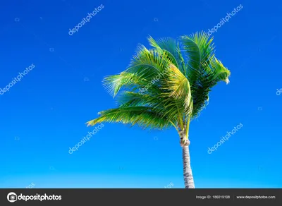 Зеленая кокосовая пальма PNG , клипарт кокосовой пальмы, Ручной росписью,  авторские права PNG картинки и пнг PSD рисунок для бесплатной загрузки