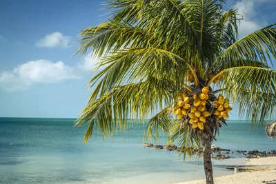 Морская кокосовая Пальма - 57 фото