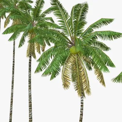 Пальма кокосовая кокос | Plants
