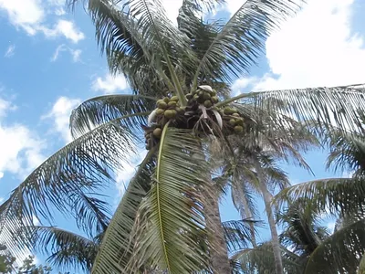 Кокосовая пальма купить в СпБ в магазине Мандарин