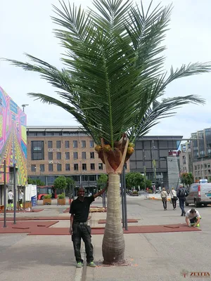 Кокосовая пальма 002 3D модель - Растения на Hum3D