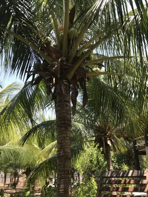 Статуэтка из дерева ручной работы \"Кокосовая пальма\"