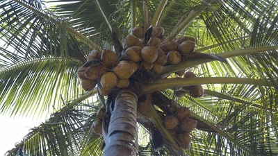 Яркий цвет летней пальмы кокосовой пальмы силуэт фон, яркий, красочный, Кокосовая  пальма фон картинки и Фото для бесплатной загрузки