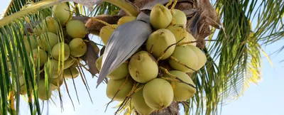 Новости - Комнатная кокосовая пальма