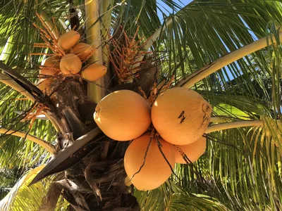Кокосовая пальма с гроздьями кокосовых фруктов | Премиум Фото