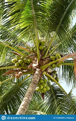 Пальма кокосовая с плодами искусственная Alseed, h-280 см. - Купить в  Москве (Бережная Доставка) Five Market