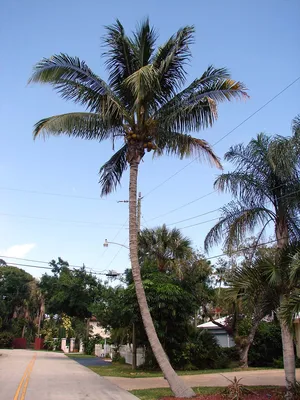 кокосовая пальма | psyplants.info