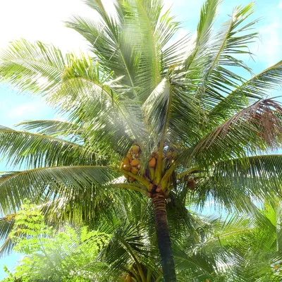 Кокосовая пальма (Cocos nucifera) - PictureThis