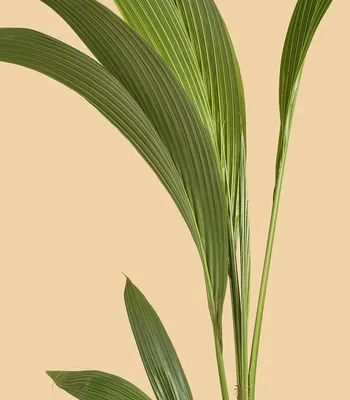 Кокосовая пальма / уход за растением - Geo Glass / интернет-магазин  мастерской флорариумов и кашпо ручной работы