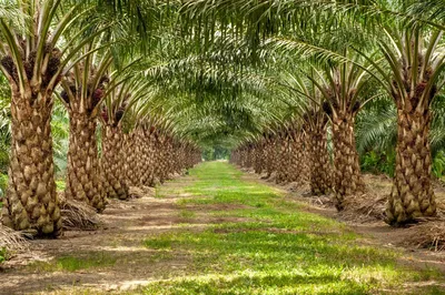 Африканская масличная пальма «переедет» в Крым