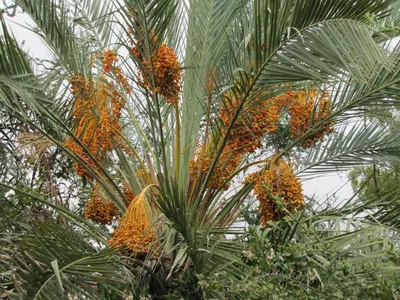 Масличная пальма (97 фото) » НА ДАЧЕ ФОТО