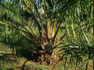 Интересные факты о масличной пальме – Пипсик - Самое интересное в мире:  удивительные и невероятные факты