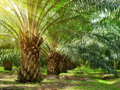 Яд для здоровья: как распознать пальмовое масло в составе продуктов |  MARIECLAIRE