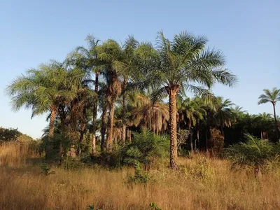 African Oil Palm (Elaeis guineensis) · iNaturalist