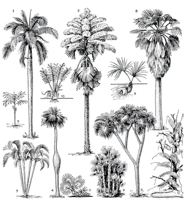 Порядок пальмы (Arecales) (Н. Н. Имханицкая) [1982 - - Жизнь растений. Том  6. Цветковые растения]