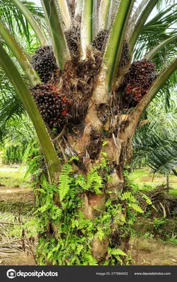 Интересные факты о масличной пальме – Пипсик - Самое интересное в мире:  удивительные и невероятные факты