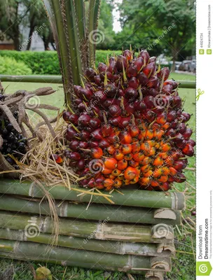 Масличная пальма стоковое фото. изображение насчитывающей ð¸ð½ð - 44924734
