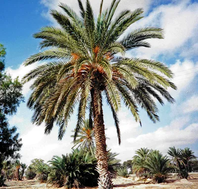 Порядок пальмы (Arecales) (Н. Н. Имханицкая) [1982 - - Жизнь растений. Том  6. Цветковые растения]