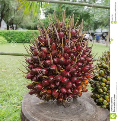Масличная пальма стоковое фото. изображение насчитывающей  ð¸ð·oð»ð¸ñ€oð²ð°ð½o - 44924732
