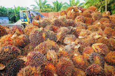Arecaceae, пальмовое масло, арековая Пальма